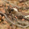 Lasice kolčava - Mustela nivalis - Least Weasel 0307